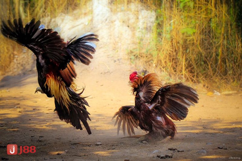 Đá Gà JJ88 - Không khí trường gà chân thực qua từng khung hình