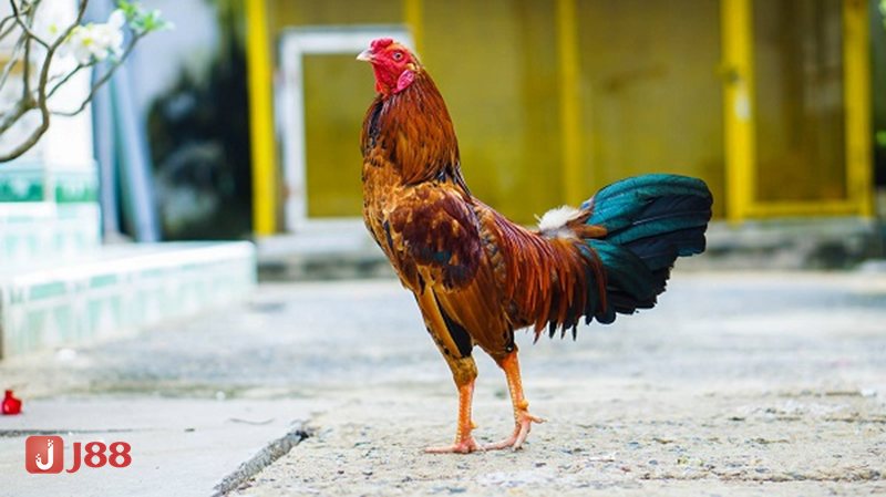 Đá Gà JJ88 - Công nghệ chống delay, ghi nhận lệnh chuẩn thời gian thực